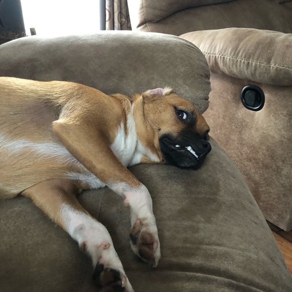 Meet your Posher, Rebekkah - Picture 1 of 1